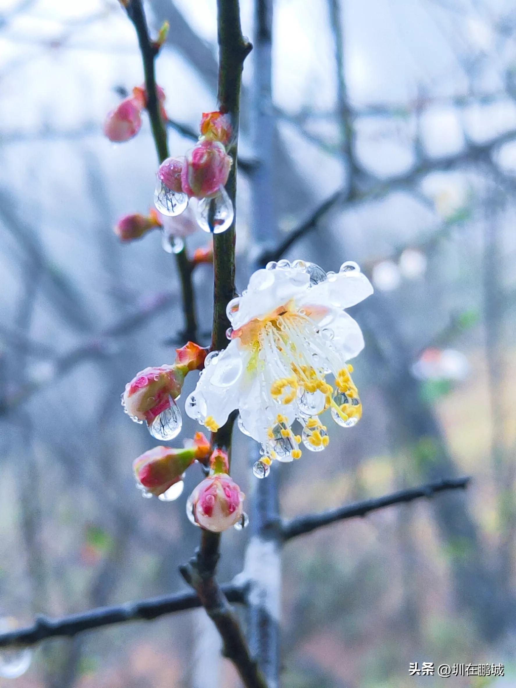 深圳雨中漫步的惬意时光